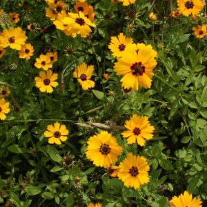 Landscaping services in Plano, TX