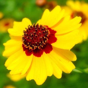 Landscaping services in Plano, TX