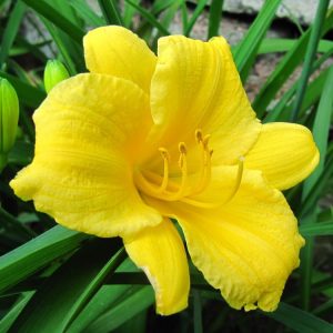 Landscaping services in Plano, TX