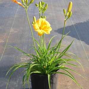 Landscaping services in Plano, TX