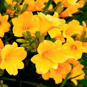 Landscaping services in Plano, TX