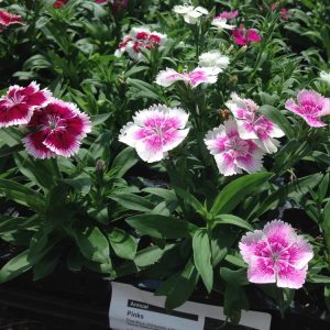 Landscaping services in Plano, TX