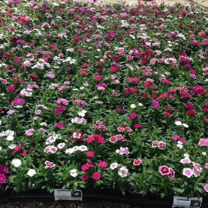 Landscaping services in Plano, TX