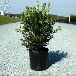Dwarf Burford Holly