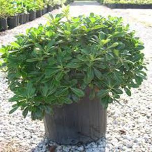 Dwarf Wheeler Pittosporum