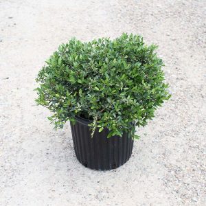 Dwarf Yaupon Holly