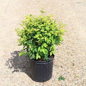 Nandina – Firepower