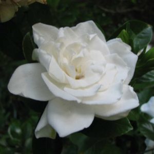 Gardenia