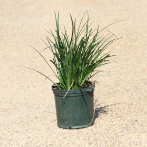 Giant Liriope