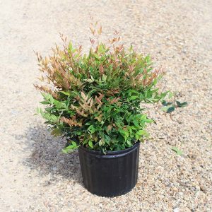 Nandina – Gulfstream