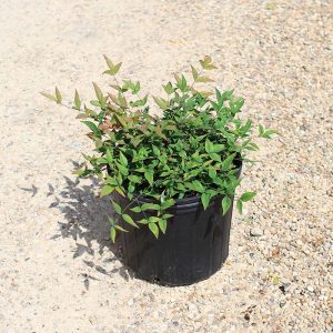 Nandina – Harbor Belle