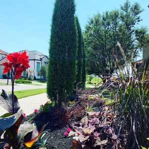 Landscaping services in Plano, TX