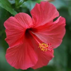 Landscaping services in Plano, TX