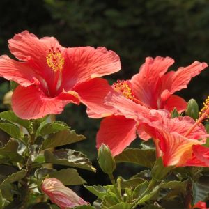 Landscaping services in Plano, TX