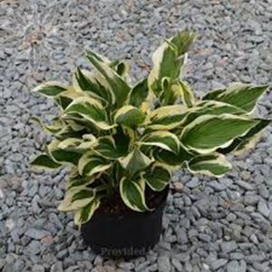 Hosta Green & Variegated