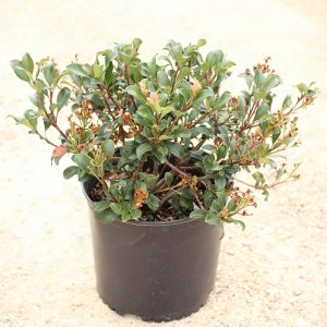 Indian Hawthorne – Elizabeth (Pink)