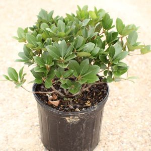 Indian Hawthorne – Clara (White)