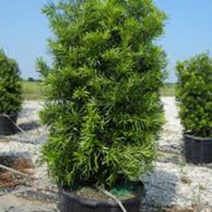 Japanese Yew