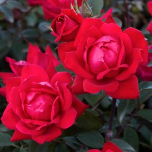 Landscaping services in Plano, TX