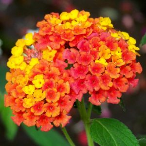 Landscaping services in Plano, TX