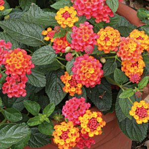 Landscaping services in Plano, TX