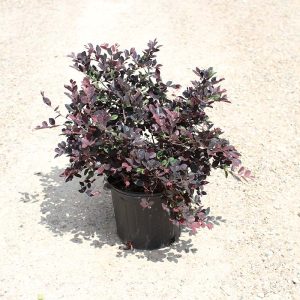 Loropetalum ‘Plum Delight’