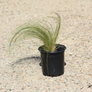 Mexican Feather Grass