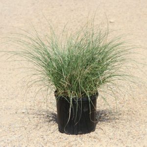 Miscanthus Adagio Grass