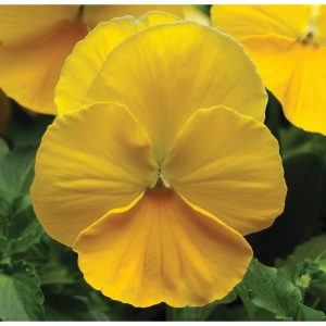 Pansies
