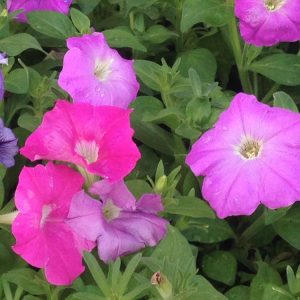 Landscaping services in Plano, TX