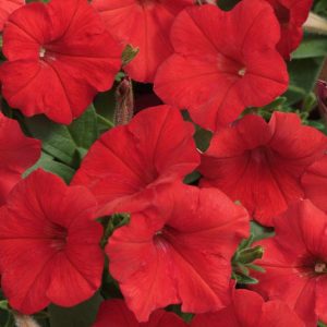 Landscaping services in Plano, TX