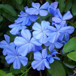 Landscaping services in Plano, TX