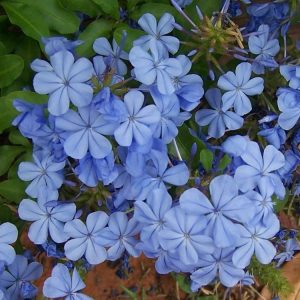 Landscaping services in Plano, TX