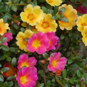 Landscaping services in Plano, TX