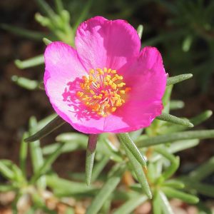 Landscaping services in Plano, TX