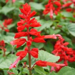 Landscaping services in Plano, TX