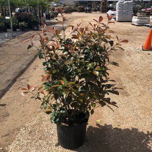 Red Tip Photinia