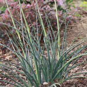 Landscaping services in Plano, TX