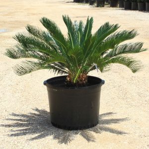 Sago Palm