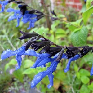 Landscaping services in Plano, TX