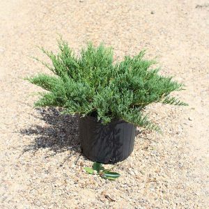Sea Green Juniper