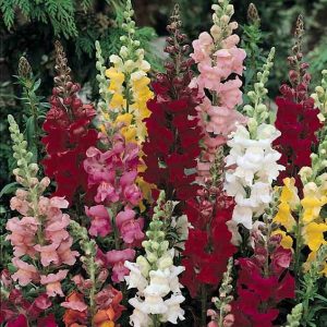 SnapDragon