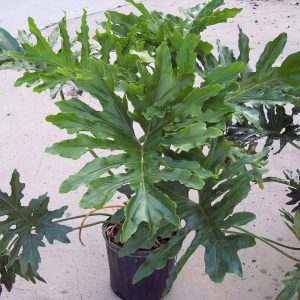 Splitleaf Philodendron