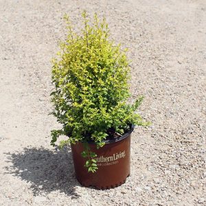 SUNSHINE LIGUSTRUM