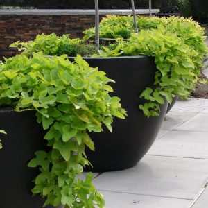 Sweet Potato Vine