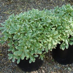 Variegated Pittosporum