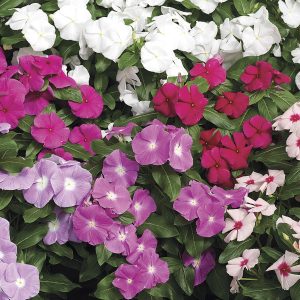 Vinca