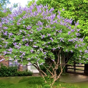Vitex