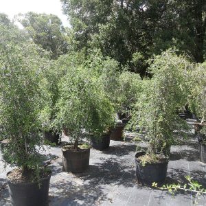 Weeping Yaupon