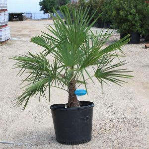 Windmill Palm